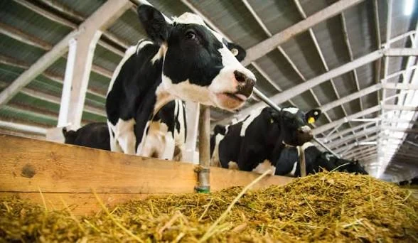 Vacas holandesas se alimentando no cocho com dieta total misturada, em galpão de confinamento.