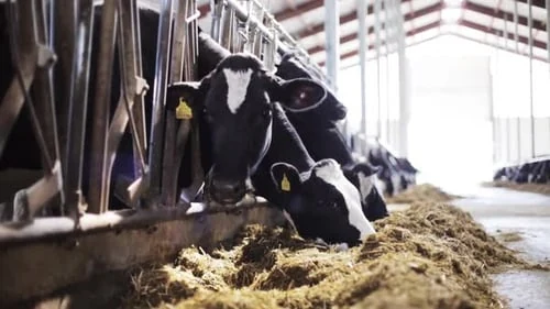 Vacas holandesas com brinco comendo silagem no cocho do free stall.